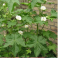 Malva, balkaninmalva