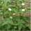 Malva, balkaninmalva
