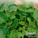 Keltasinappi 'Bianca'