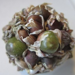 Valkosipuli, talvivalkosipuli (itusilmuja)