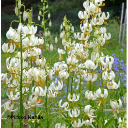 Varjolilja (valkoinen)