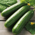 Kurkku, salaattikurkku 'Beth Alpha'