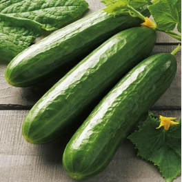 Kurkku, salaattikurkku 'Beth Alpha'