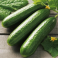Kurkku, salaattikurkku 'Beth Alpha'