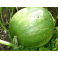 Kurpitsa, jättikurpitsa 'Olive Verte'