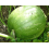 Kurpitsa, jättikurpitsa 'Olive Verte'