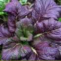 Sareptansinappi / amsoi 'Red Giant'