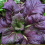 Sareptansinappi / amsoi 'Red Giant'