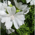 Malva, myskimalva "Stig"