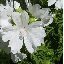 Malva, myskimalva "Stig"