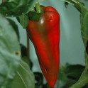 Paprika / Sweet Pepper 'Beaver Dam' / makeapaprika