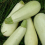 Kurpitsa, kes&auml;kurpitsa 'Lebanese White Bush'  / Early Summer Crookneck'