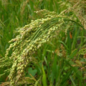 Hirssi, kultahirssi (Golden Millet)