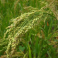 Hirssi, kultahirssi (Golden Millet)
