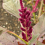 Purppurarevonh&auml;nt&auml; 'Oeschberg'