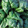 Pinaatti 'Bloomsdale' / '(Riccio) America'