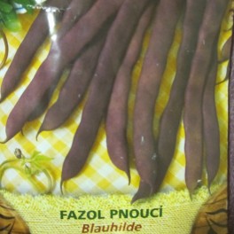Papu, salkopapu 'Blauhilde'