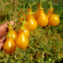 Tomaatti, 'Yellow pearshaped' / 'Mini Yellow Plum' - kirsikkatomaatti