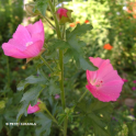 Malva, ruusumalva
