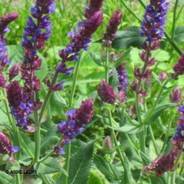 Salvia, lehtosalvia 'West-Friesland'