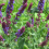 Salvia, lehtosalvia 'West-Friesland'