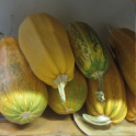 Kurpitsa, kesäkurpitsa 'Striato d'Italia'