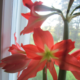 Maatiaisamaryllis / pikkuritarinkukka (sipuleita) Maatiaisamaryllis / pikkuritarinkukka (sipuleita)