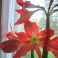 Maatiaisamaryllis / pikkuritarinkukka (sipuleita)