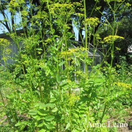 Palsternakka "Renkolainen"