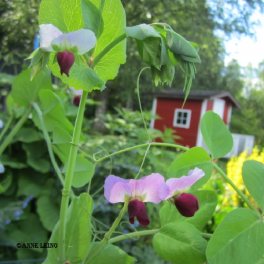 Herne, peltoherne "Inkil&auml;" / "Inkil&auml;n Hovi"