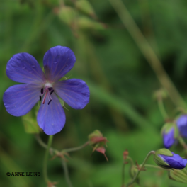 Kurjenpolvi, kyl&auml;kurjenpolvi (sin)