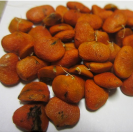 Pensasmagnolia