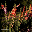 Miekkalilja "Primulinusgladiolus"