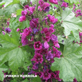 Malva, maurinkiiltomalva