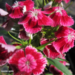 Neilikka, harjaneilikka (osa kerrottuja)