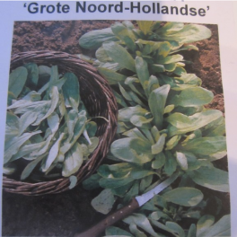 Salaattivuonankaali &rsquo;Grote Noordhollandse&rsquo;