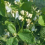Papu, ruusupapu 'Large-seeded Farmer's toes' / 'Priest beans'