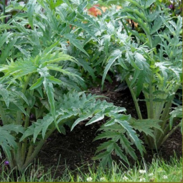 Latva-artisokka 'White Giant Full Leaf' /'Gobbo di Nizza'