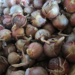 Sipuli, ilmasipuli E-S (pikkusipuleita)