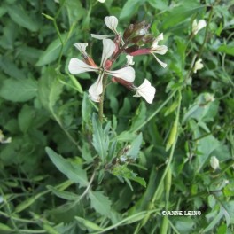 Salaatti, rucola / sinappikaali