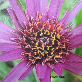 Kaurajuuri &rsquo;Mammoth Sandwich Island&rsquo; 