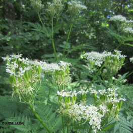 Kirveli, saksankirveli