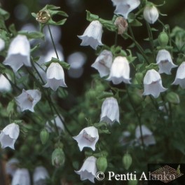 Peikonkello, lamopeikonkello "Kaisaniemi"