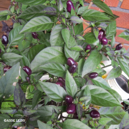 Paprika, chili  'Filius Blue' (maustepaprika)