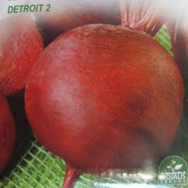 Juurikas, punajuurikas ’Detroit 2’ ('Kogel 2')