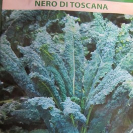 Kaali, palmukaali 'Zwarte van Toscane' Kaali, palmukaali 'Zwarte van Toscane'