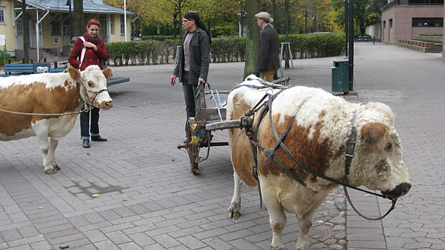 Kyyttölehmä ja sonni
