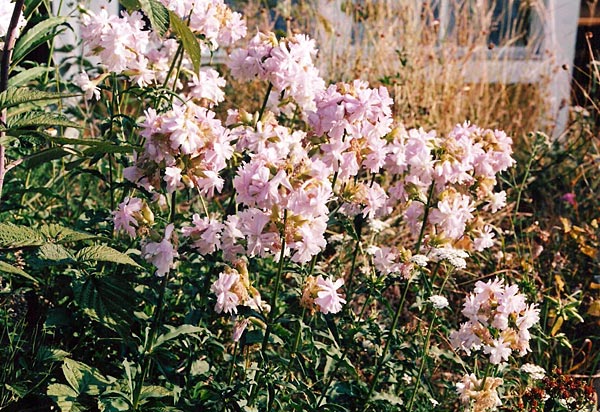 Rohtosuopayrtti