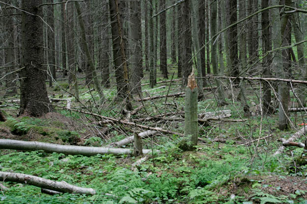 Kuusimetsää