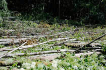 Kaskimaa